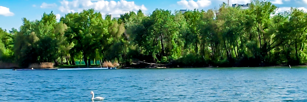 Ufer Schwan
